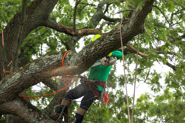 How Our Tree Care Process Works  in  Homosassa Springs, FL